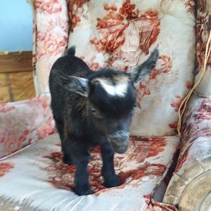 Meet your Posher, Brittney